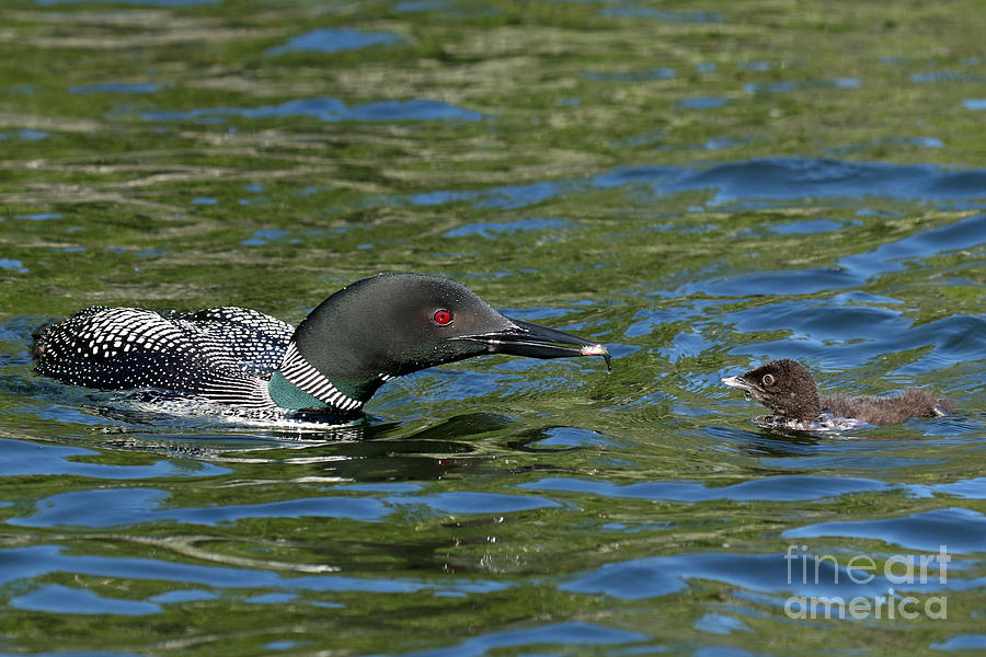 Dad feeding baby loon Photograph by Heather King
