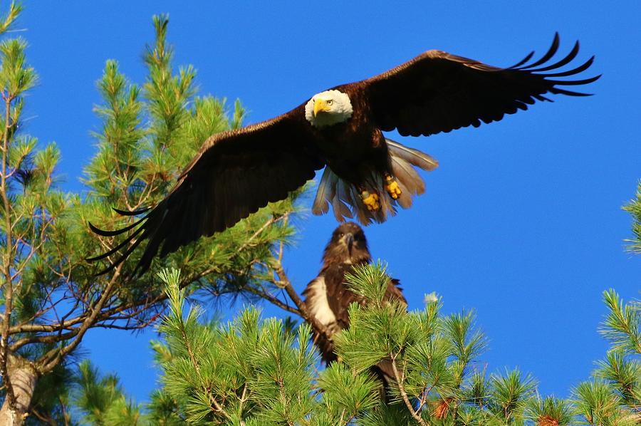 Dad Leaving as Sam Watches Photograph by Debbie Storie - Fine Art America