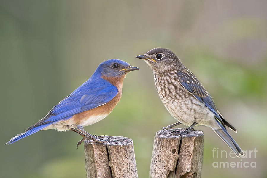 Daddy Bluebird and Juvenile Photograph by Bonnie Barry