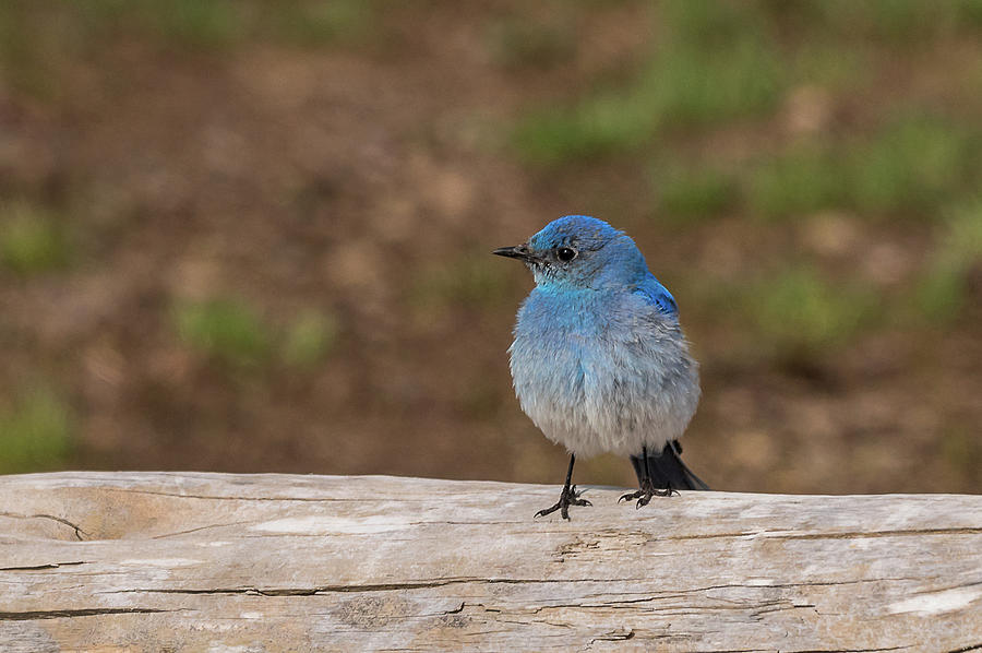 Daddy Bluebird In Spring Photograph by Yeates Photography
