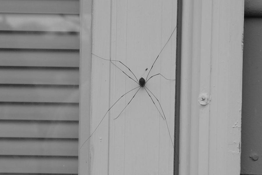 Daddy Long Legs in Black and White Photograph by Ali Baucom