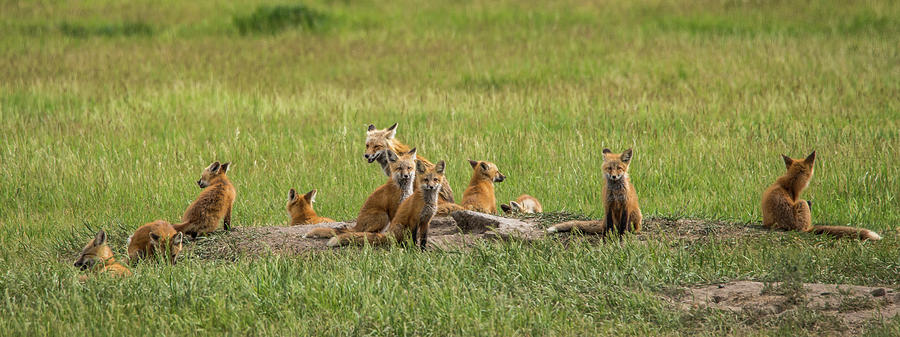 Daddys Foxy Daycare Photograph by Yeates Photography