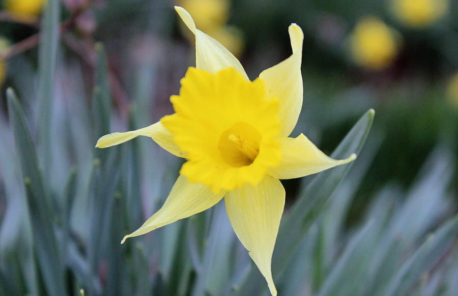 Daffodil Photograph - Dads Daffodil by Brenda Donko