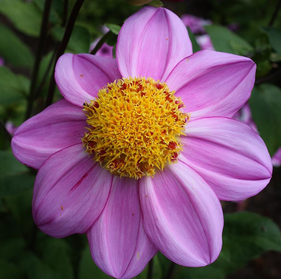 Dads Favorite Dahlia Photograph by Bruce Bley
