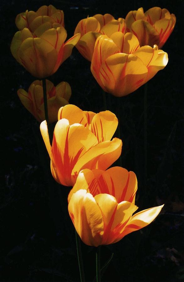 Dads Tulips Photograph by John Scates