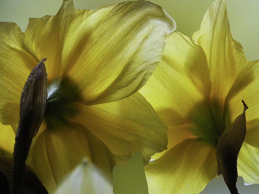 Flower Photograph - Daff Backs by Lyn Perry