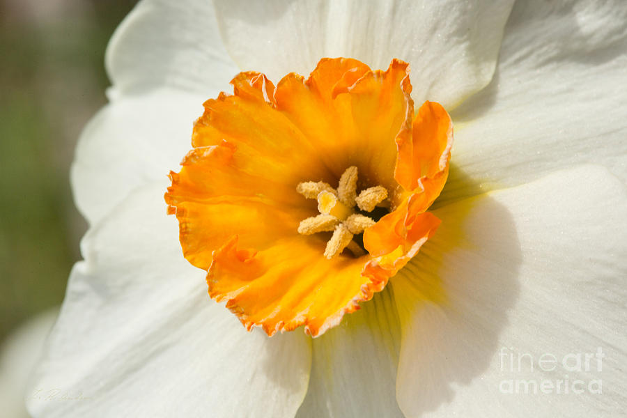 Daffodil Narcissus Flower Photograph by Iris Richardson
