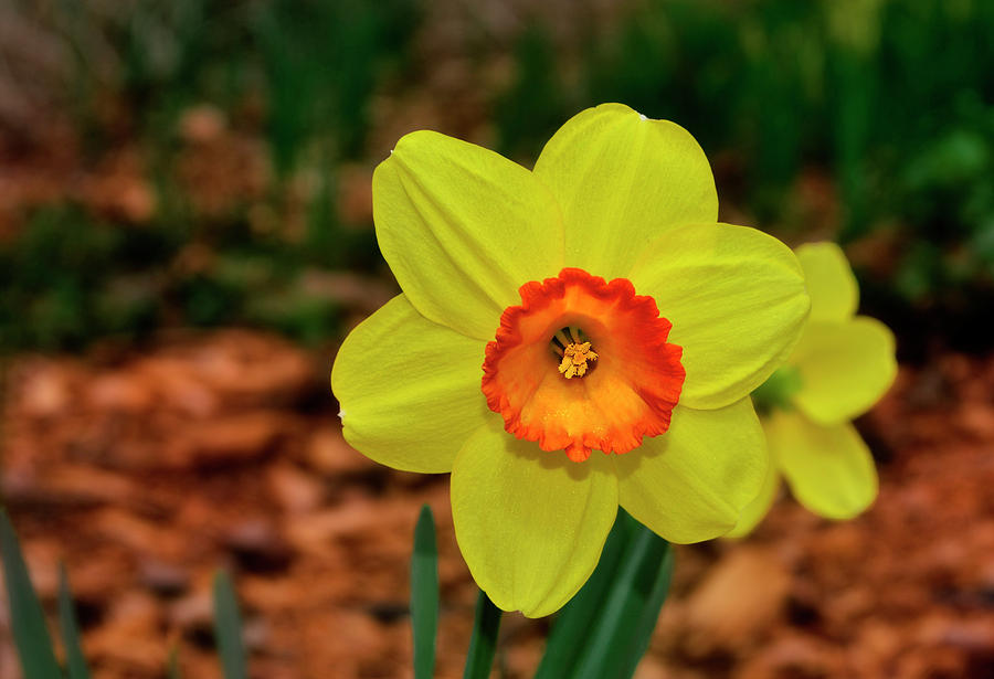 Daffodil 034 Photograph by George Bostian