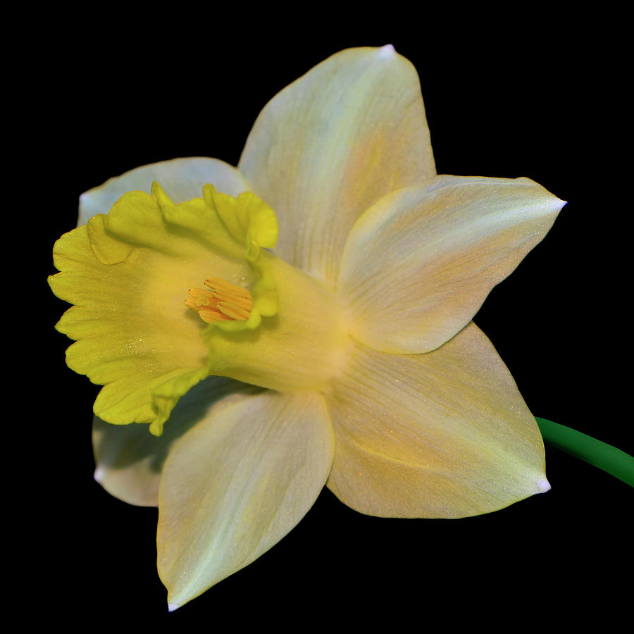 Daffodil 041 Photograph by George Bostian