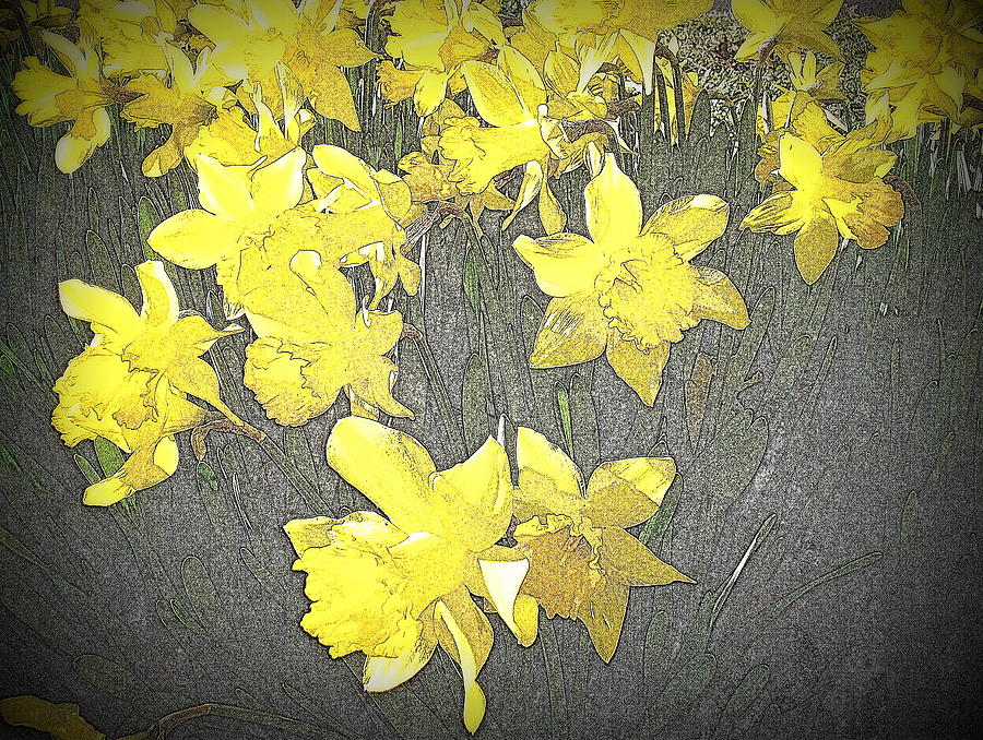 Daffodil Photograph - Daffodil 2-pencil etch by Nick Kloepping