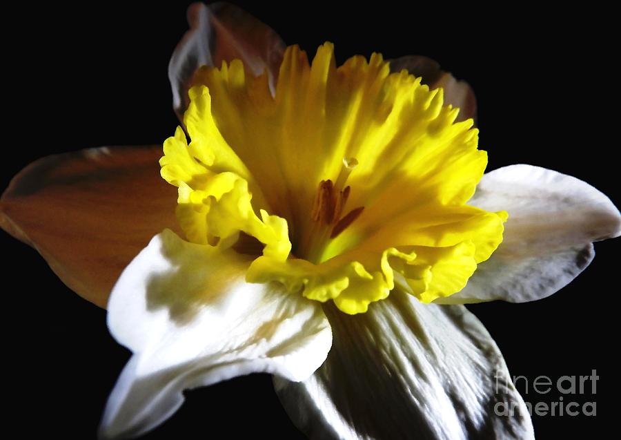 Daffodil 2 Photograph by Rose Santuci-Sofranko