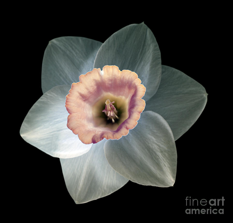 Daffodil 2 Photograph by Tony Cordoza