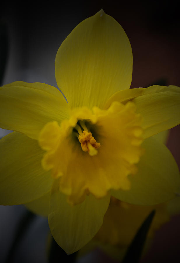 Spring Photograph - Daffodil - 2015 by Richard Andrews