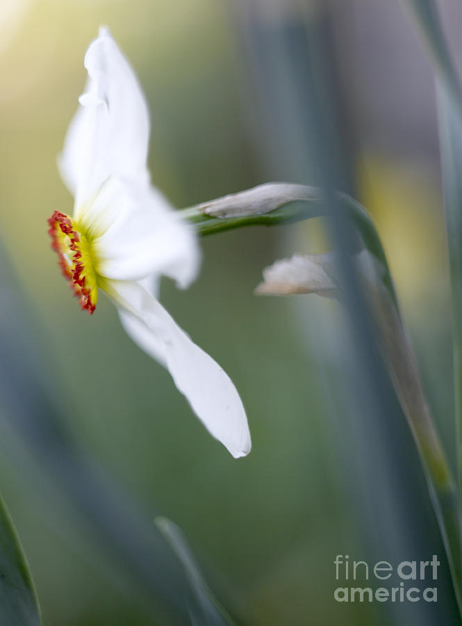 Up Movie Photograph - Daffodil 3 by Tony Cordoza