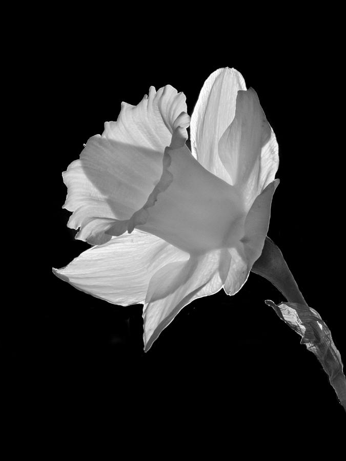 Daffodil - 365-23 Photograph by Inge Riis McDonald