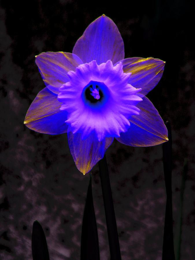 Daffodil 4 Photograph by Tim Allen