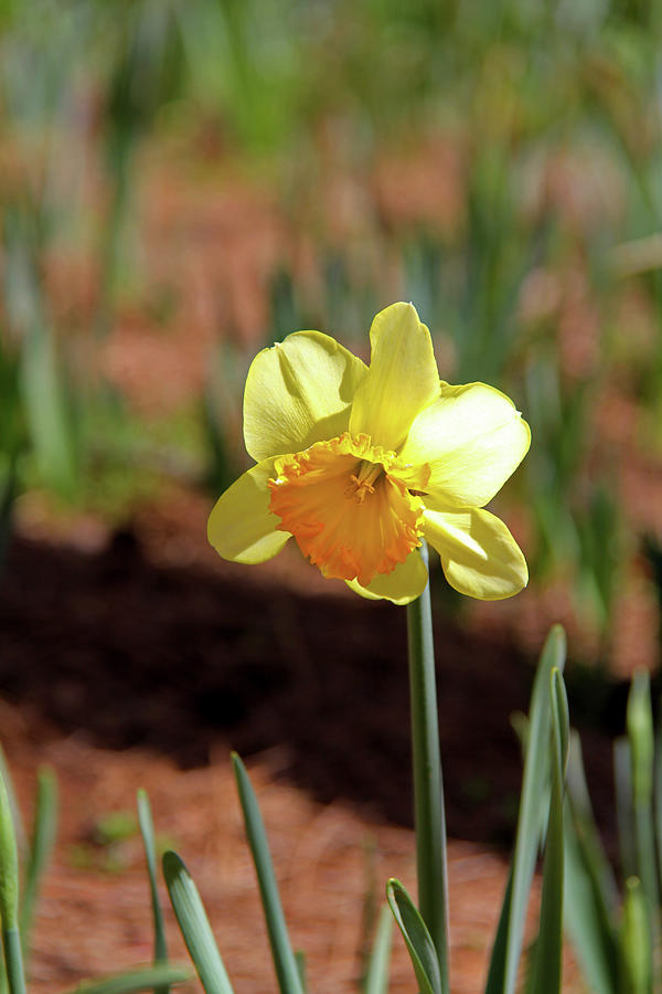 Daffodil 9 Photograph by Richard Krebs