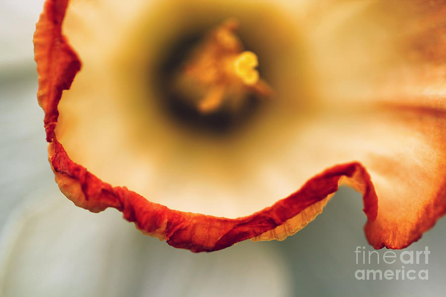 Daffodil Abstract Photograph by Darren Fisher