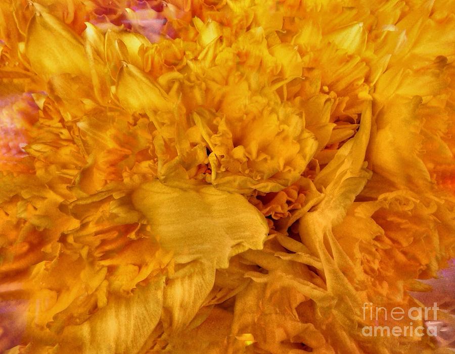 Daffodil Abstract Photograph by Joan-Violet Stretch