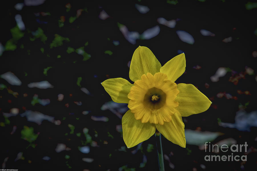 Daffodil Abstract Photograph by Mitch Shindelbower