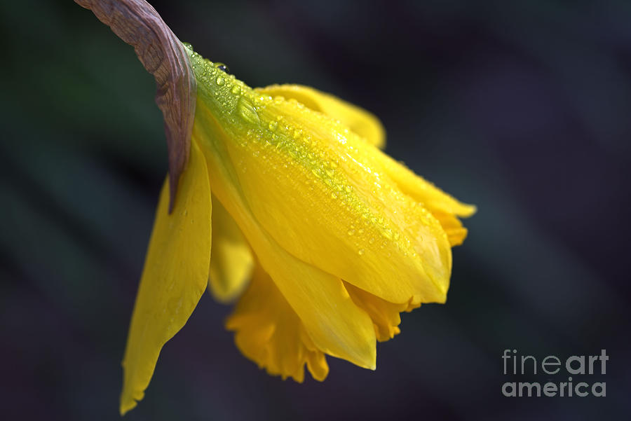 Daffodil After Rain Photograph by Joy Watson