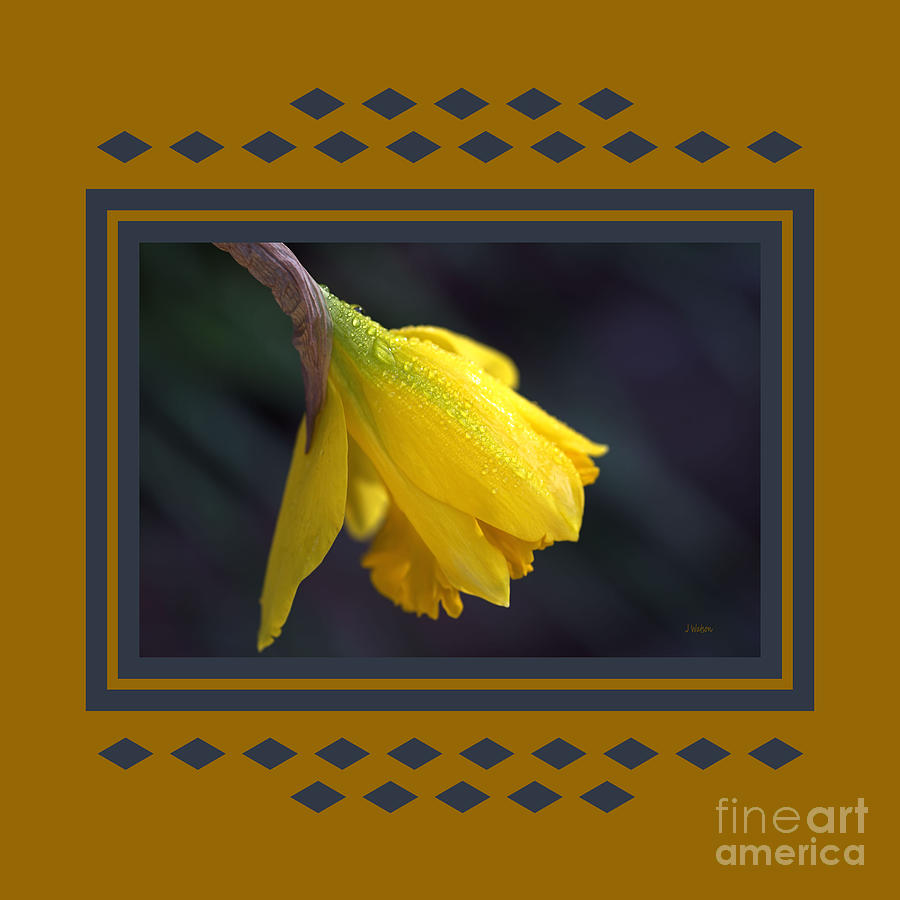 Daffodil After Rain With Design Photograph by Joy Watson