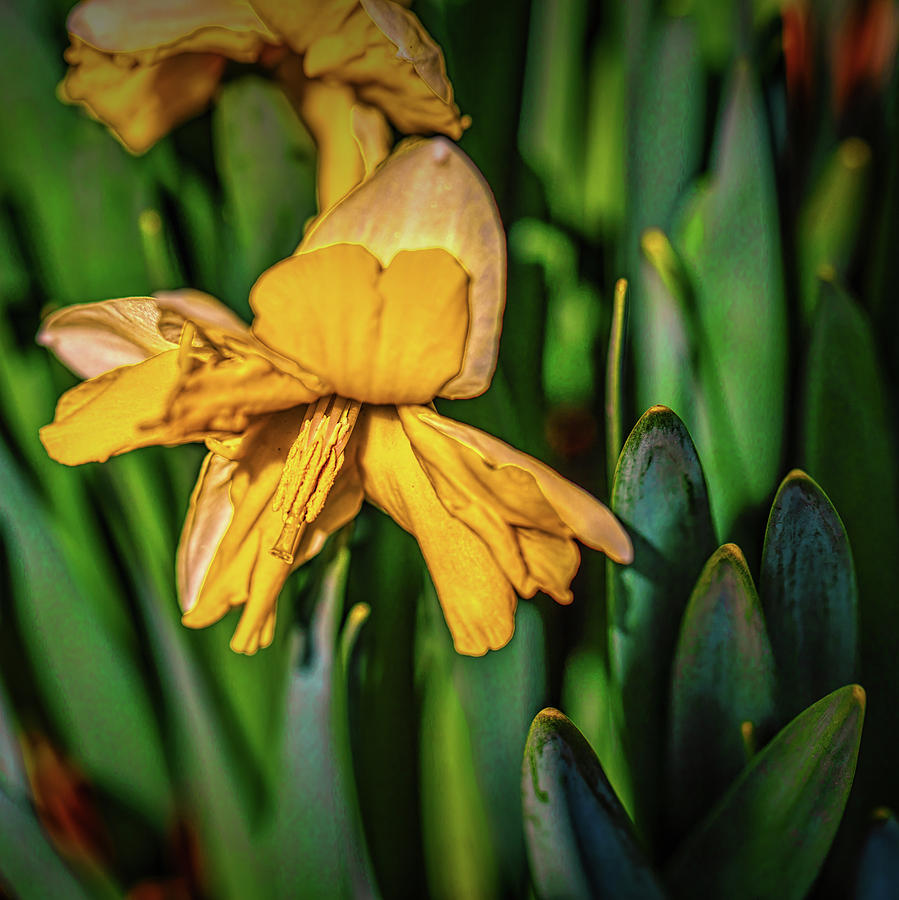 Daffodil Among Green #h4 Photograph