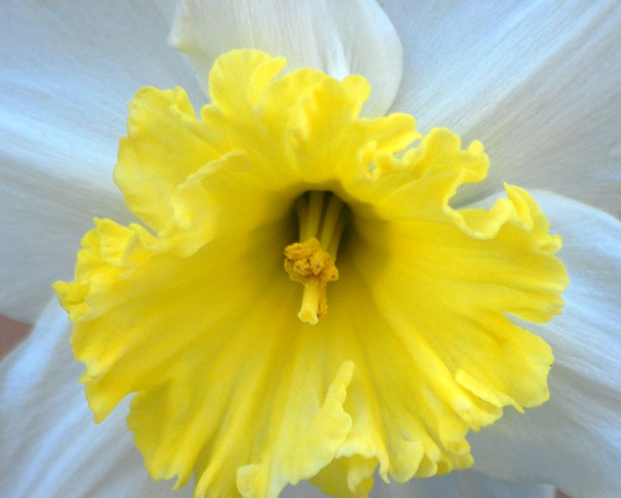 Daffodil Photograph by Amy Fose