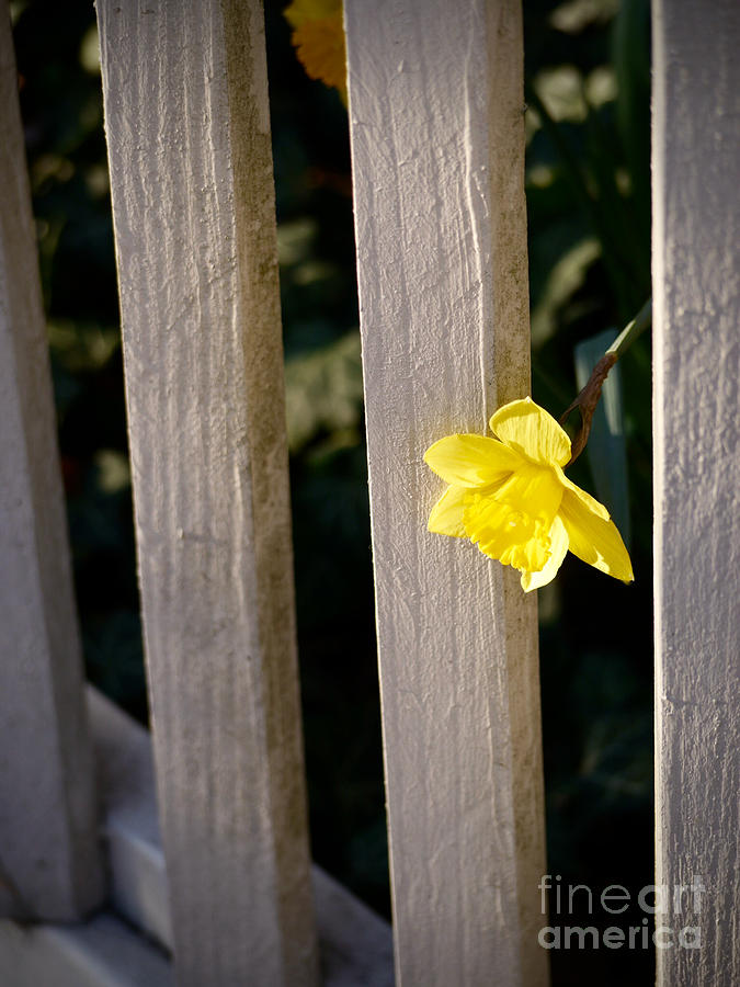 Daffodil and Garden Fence Photograph by Rachel Morrison