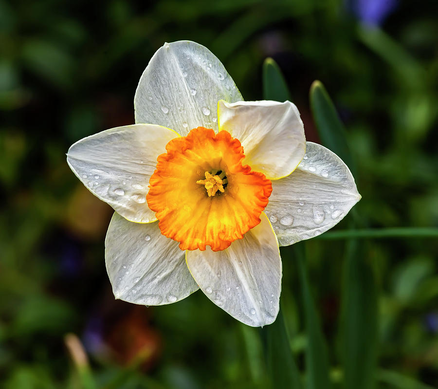Daffodil and Raindrops Photograph by Robert Ullmann