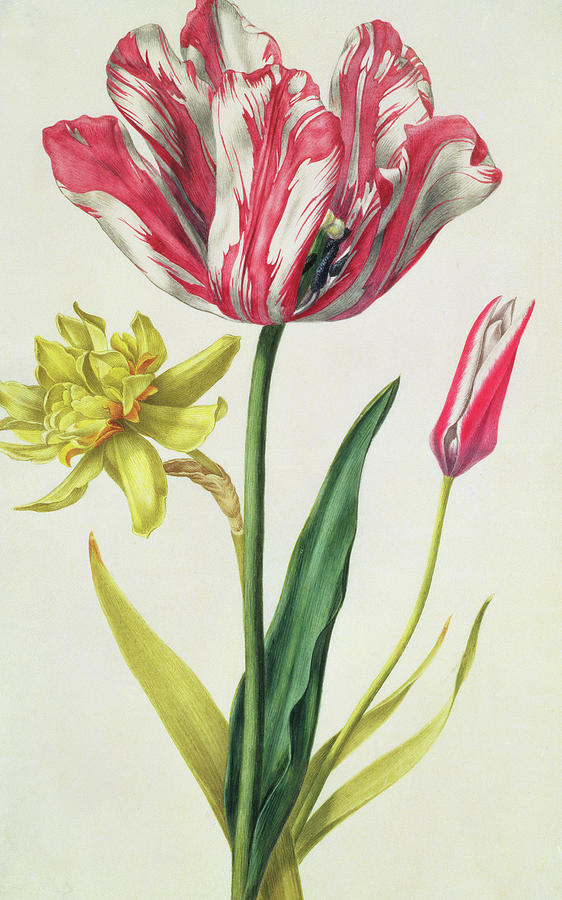 Daffodil And Tulip Painting by Nicolas Robert