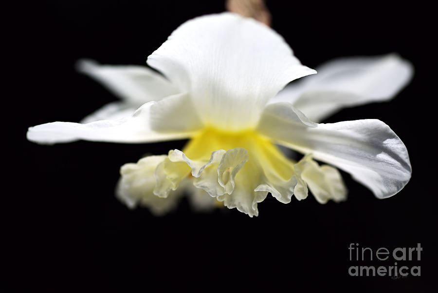 Daffodil Angel  Photograph by Joy Watson