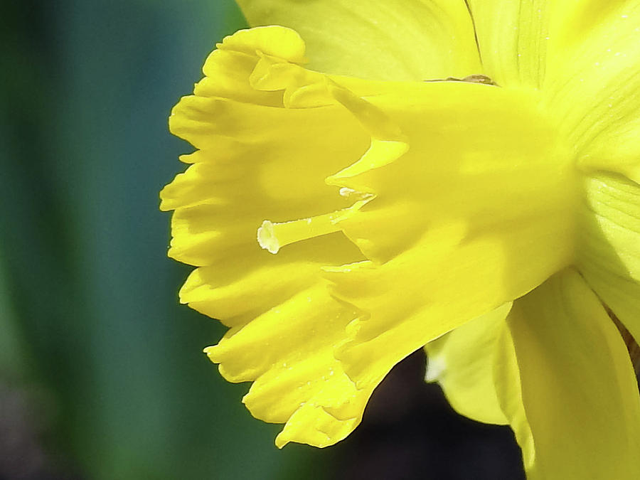 Daffodil Photograph by Angela Michaud - Fine Art America