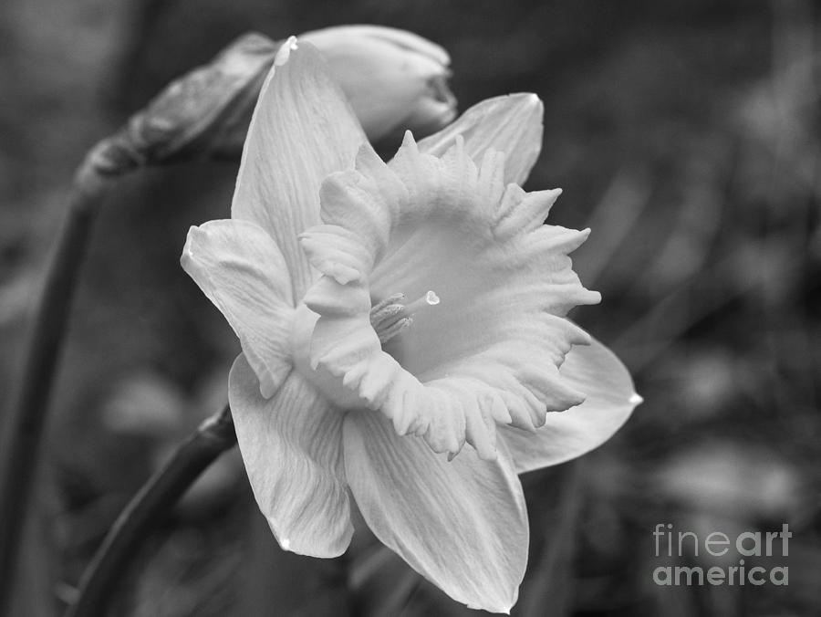 Daffodil Photograph by Arlene Carmel