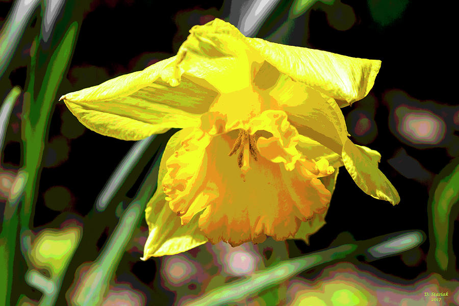 Daffodil Art Digital Art by David Stasiak