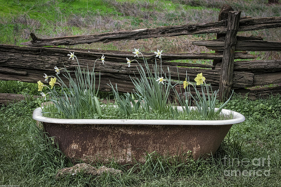 Daffodil Bathtub Photograph by Mitch Shindelbower