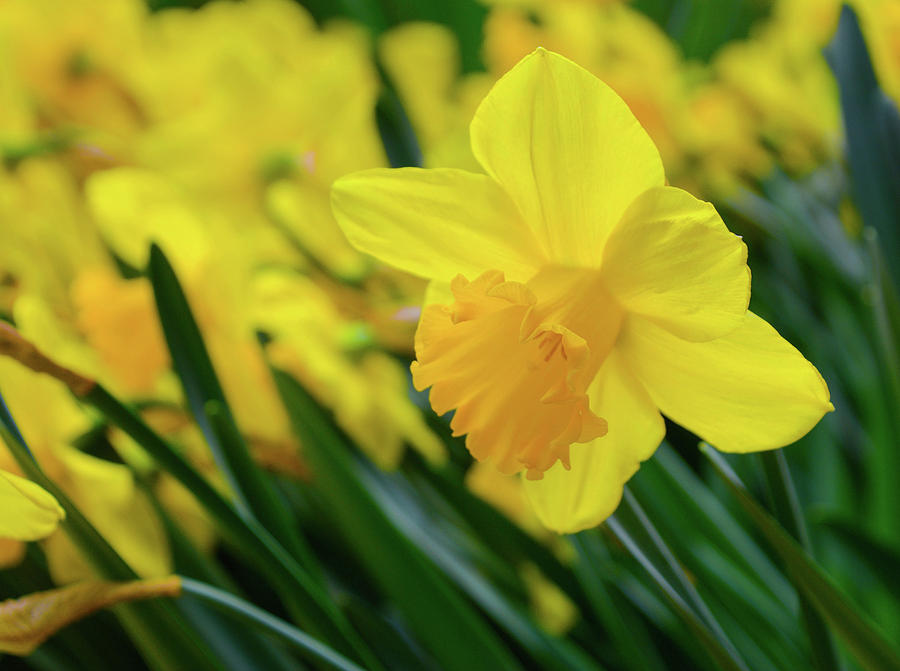 Daffodil Beauty Photograph by Steph Gabler
