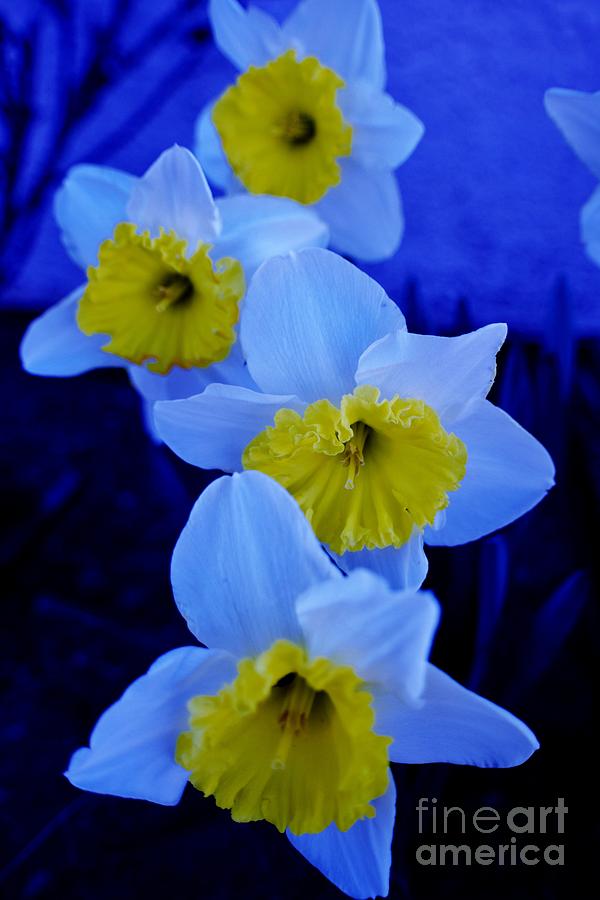 Daffodil Blues Photograph by Janet Marie