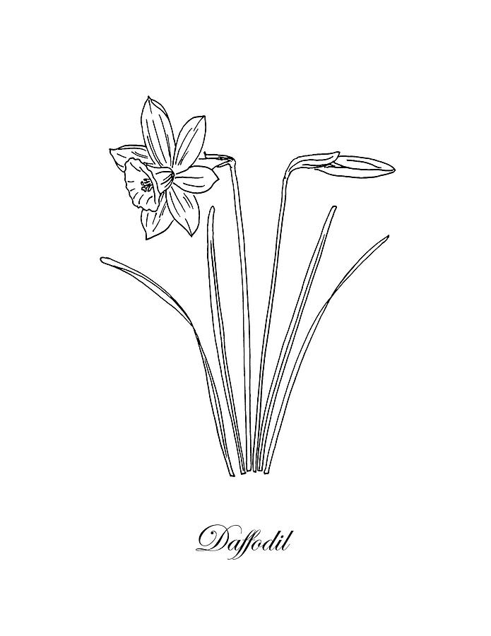 Daffodil. Botanical Drawing