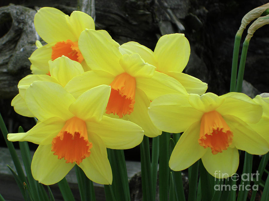 Daffodil Bouquet Photograph by James E Weaver