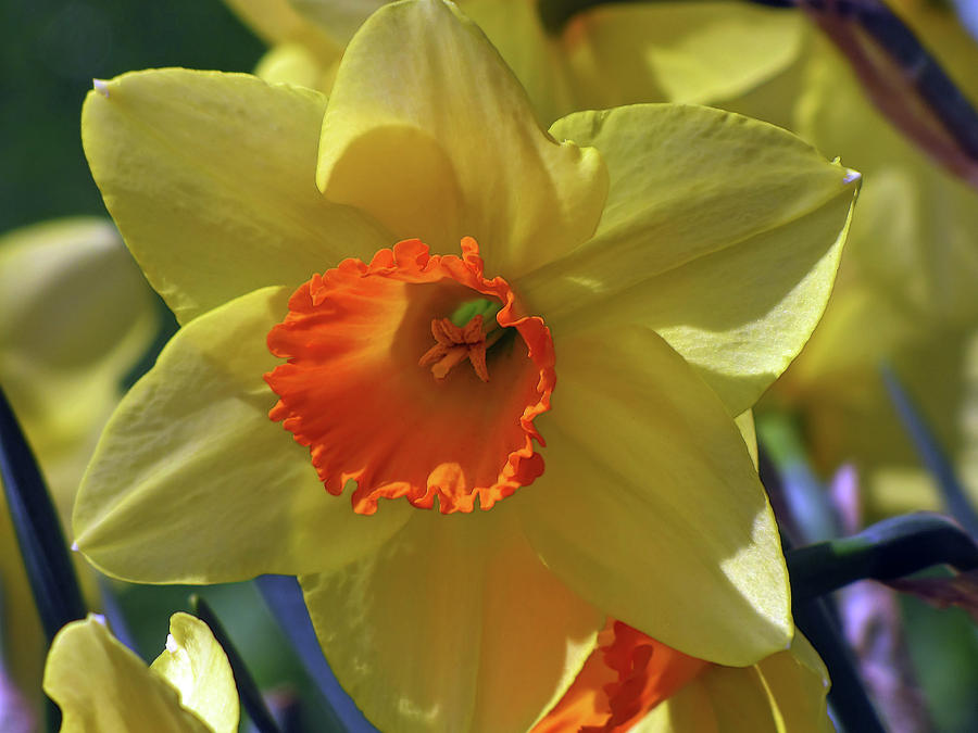 Daffodil Brilliance  Mixed Media by Lynda Lehmann