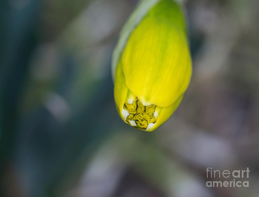 Daffodil Bud Photograph by Arlene Carmel
