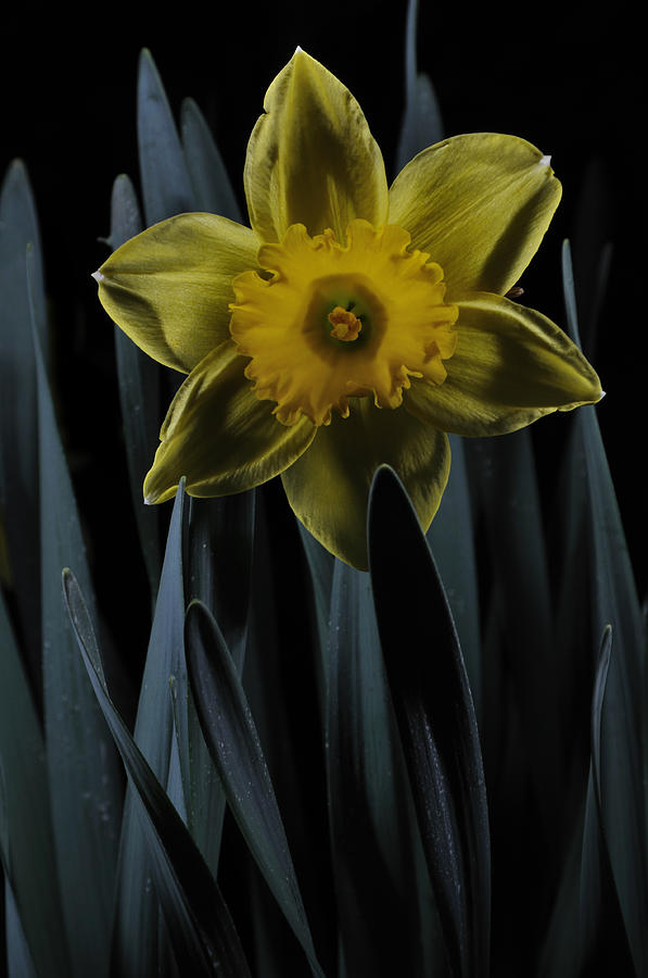 Daffodil By Moonlight Photograph by Mark Fuller