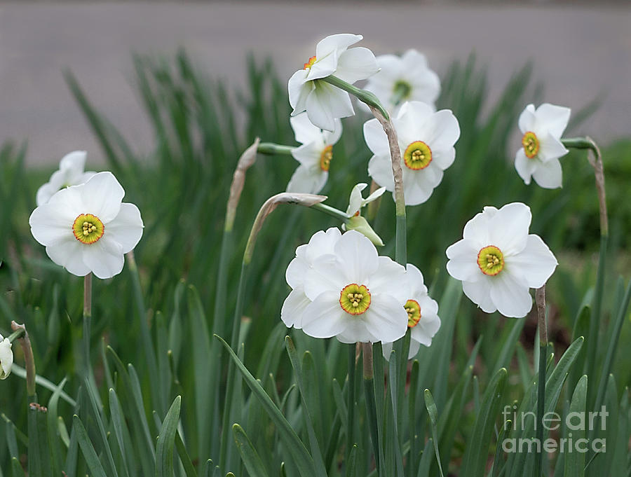Flower Photograph - Daffodil Cantabile by Ann Jacobson