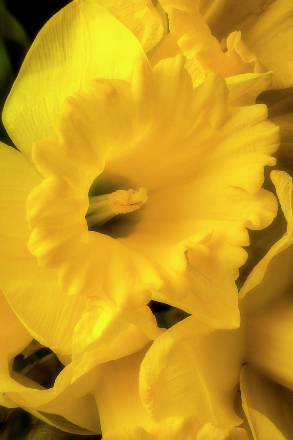Daffodil Close Up Photograph by Garry Gay