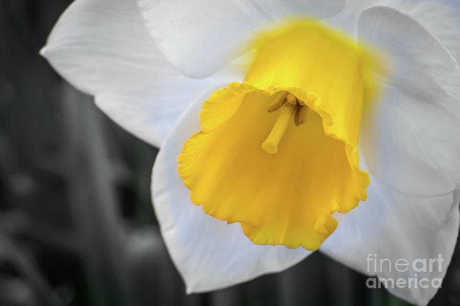 Daffodil Close-Up Photograph by Mark Ali