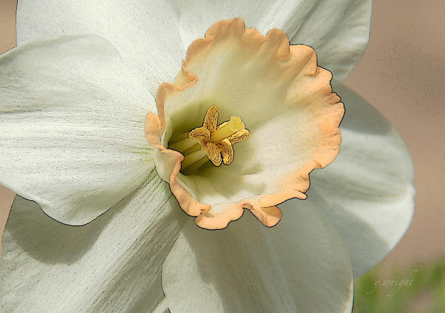 Daffodil Close Up Photograph by Yvonne Wright