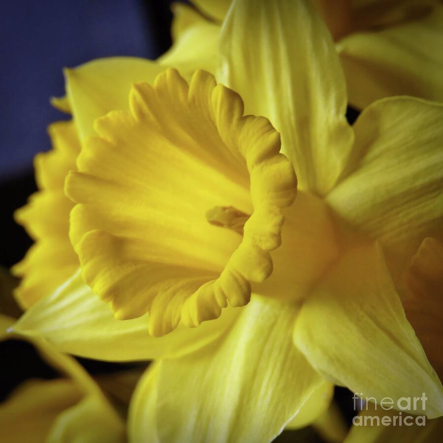 Flowers Still Life Photograph - Daffodil Closeup - Square by Patricia Strand