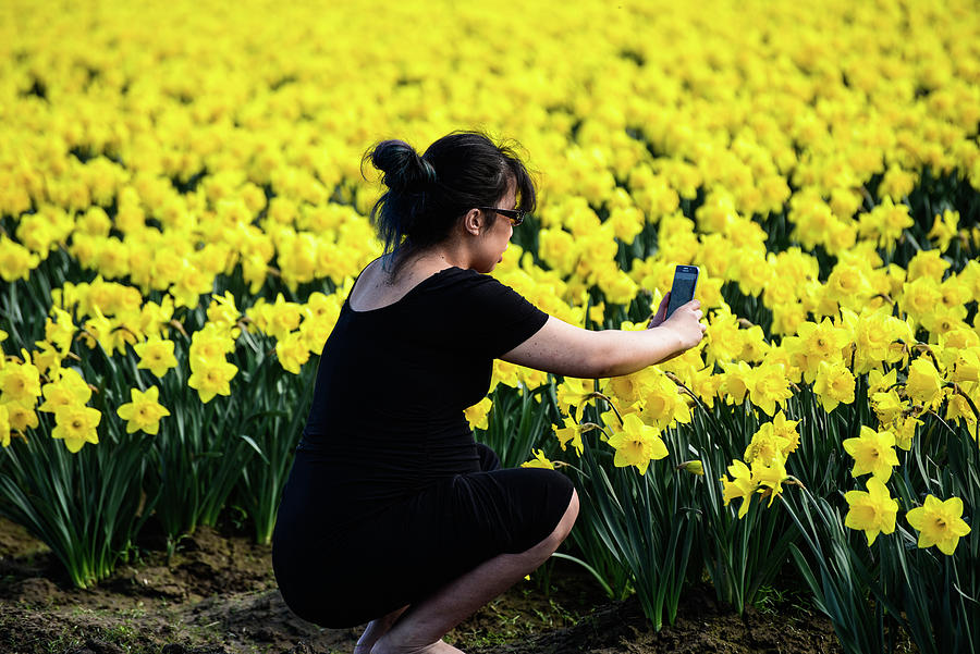 Daffodil Closeup Photograph by Tom Cochran
