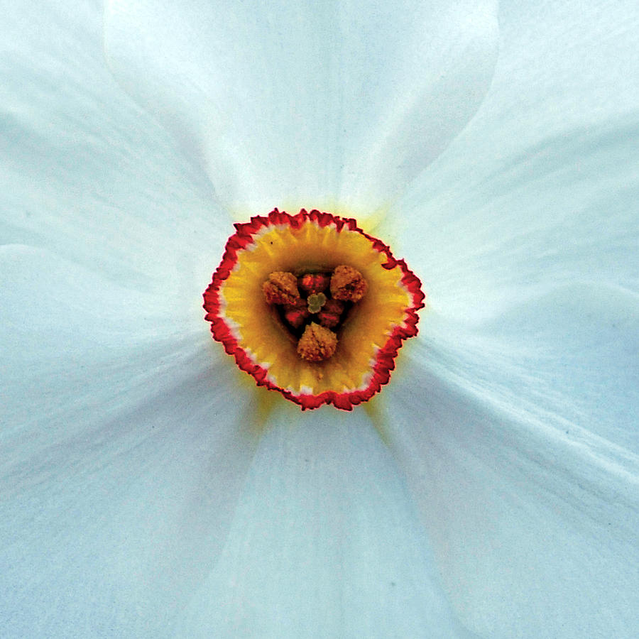 Daffodil Closeup Photograph by William Bitman